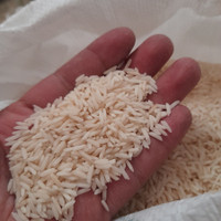 برنج شیرودی درجه 1
